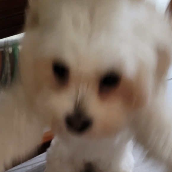 mochibald